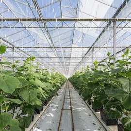 CUCUMBER GREENHOUSES