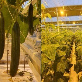 CUCUMBER GREENHOUSES