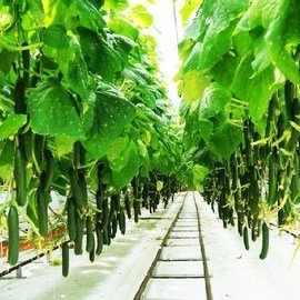 CUCUMBER GREENHOUSES