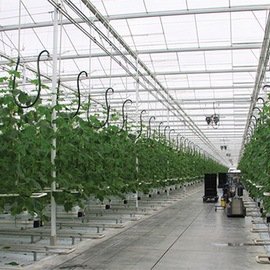 CUCUMBER GREENHOUSES