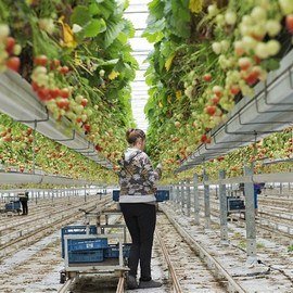 STRAWBERRY GREENHOUSES