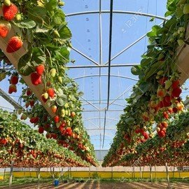 STRAWBERRY GREENHOUSES