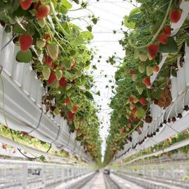 STRAWBERRY GREENHOUSES