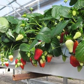 STRAWBERRY GREENHOUSES
