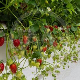 Теплицы для роз