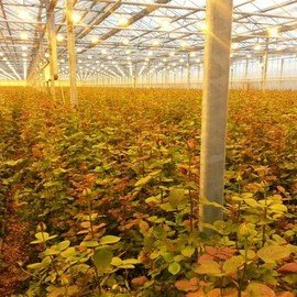 Теплицы для роз