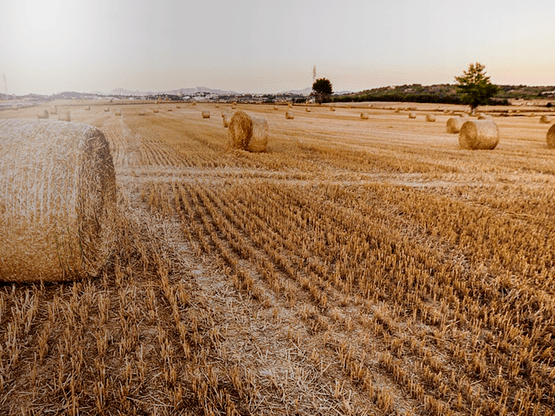 Mauris scelerisque dolor