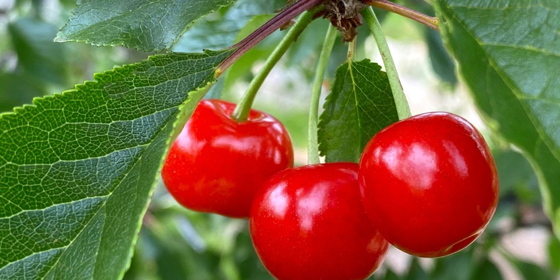 MANAVGAT’TA BİR İLK: BURMAHAN KİRAZ FESTİVALİ COŞKUSU BAŞLIYOR