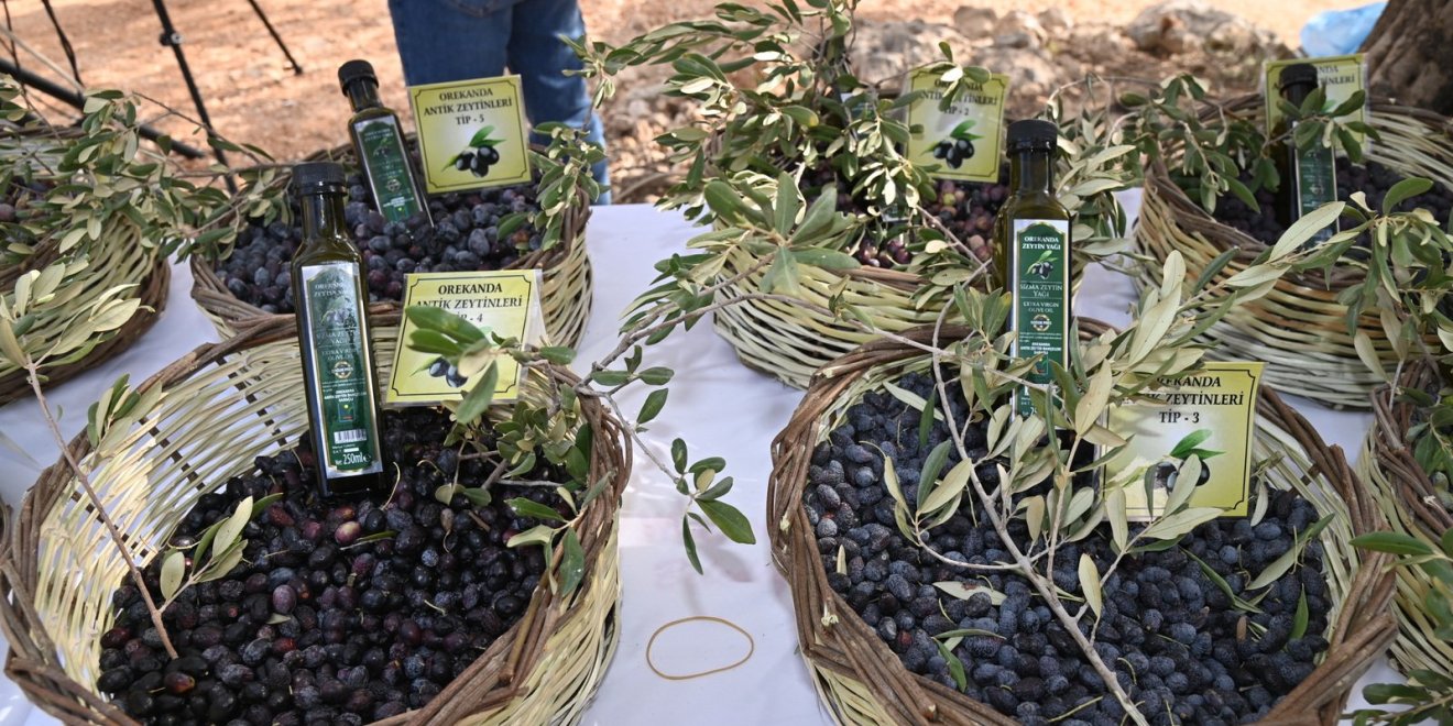 2. MANAVGAT ZEYTİN VE ZEYTİNYAĞI FESTİVALİ 8 KASIM’DA BAŞLIYOR