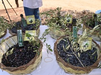 2. MANAVGAT ZEYTİN VE ZEYTİNYAĞI FESTİVALİ 8 KASIM’DA BAŞLIYOR