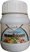 Maxibloom