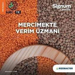 SIGNUM LENTILS