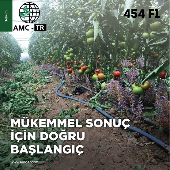 AMC 454 F1 (DOMATES ANACI)