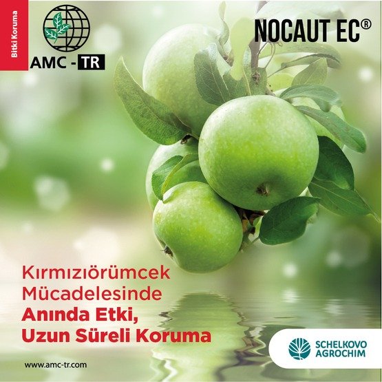 NOCAUT EC