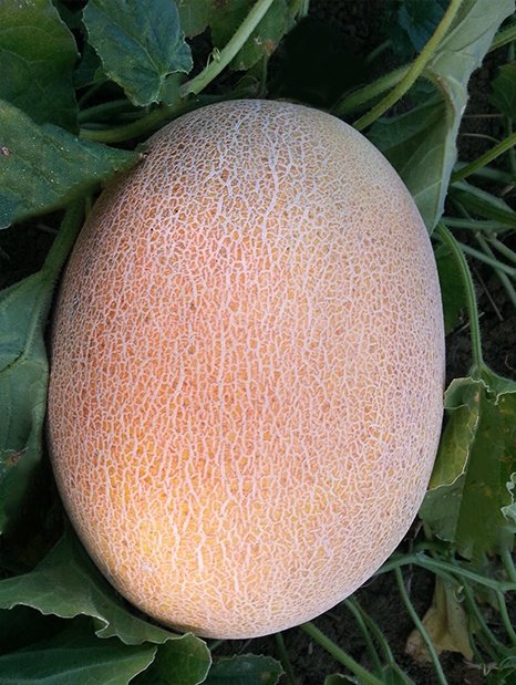 Amc-Tr-Tarım-Tohumlar-Reem-(Kavun-Ananas)