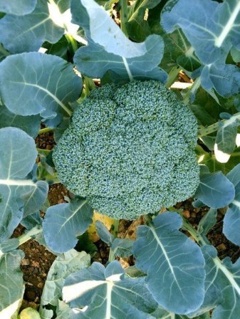 Amc-Tr-Tarım-Tohumlar-AMC-Tr-Tarım-Tohum-Grubu-Vole-(Brokoli)