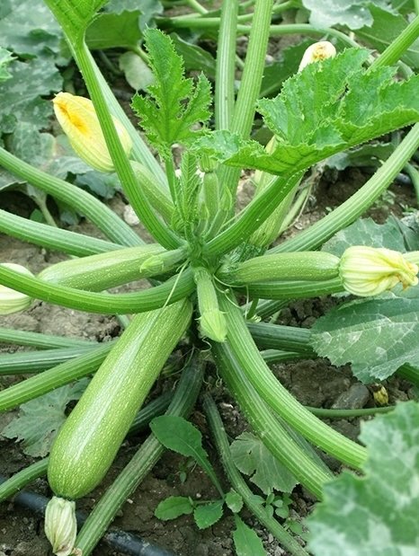 Amc-Tr-Tarım-Tohumlar-hurrem-kabak-tohumu