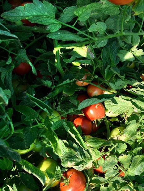 Amc-Tr-Tarım-Tohumlar-AMC-Tr-Tarım-Tohum-Grubu-Karaköy-(Oturak-D