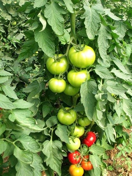 Amc-Tr-Tarım-Tohumlar-AMC-Tr-Tarım-Tohum-Grubu-Seyma-(Sırık-Doma