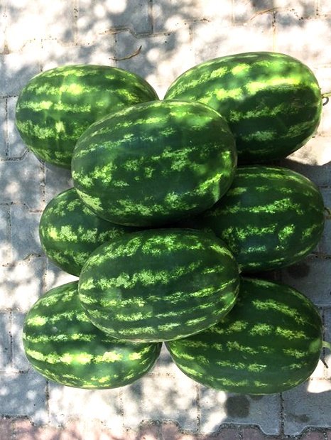 Amc-Tr-Tarım-Tohumlar-Triumph-(Karpuz)