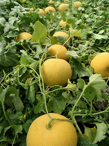 Amc-Tr-Tarım-Tohumlar-Pokemon-(Kavun-Galia)