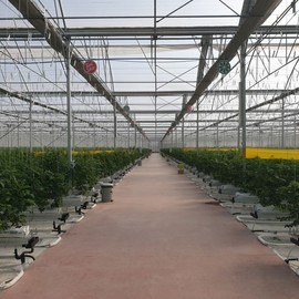 GREENHOUSE