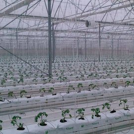 GREENHOUSE