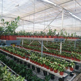 GREENHOUSE