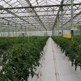 GREENHOUSE