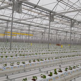 GREENHOUSE