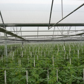 GREENHOUSE