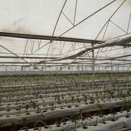 GREENHOUSE
