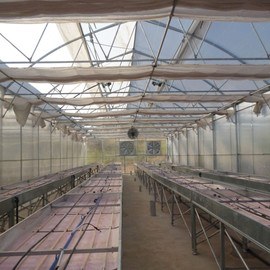 GREENHOUSE