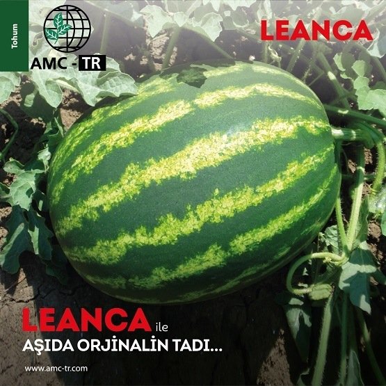LEANCA