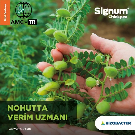 SIGNUM CHICKPEA