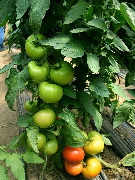 Amc-Tr-Tarım-Tohumlar-AMC-Tr-Tarım-Tohum-Grubu-Barbekü-(Tane-Dom