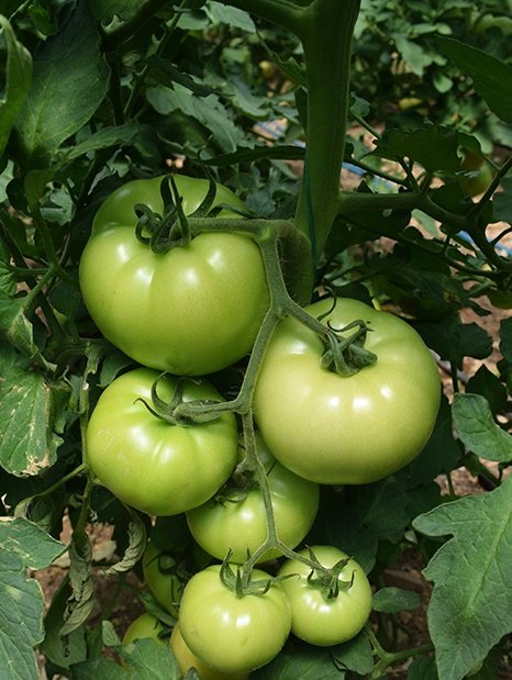 Amc-Tr-Tarım-Tohumlar-AMC-Tr-Tarım-Tohum-Grubu-Sindy-(Pembe-Sırı