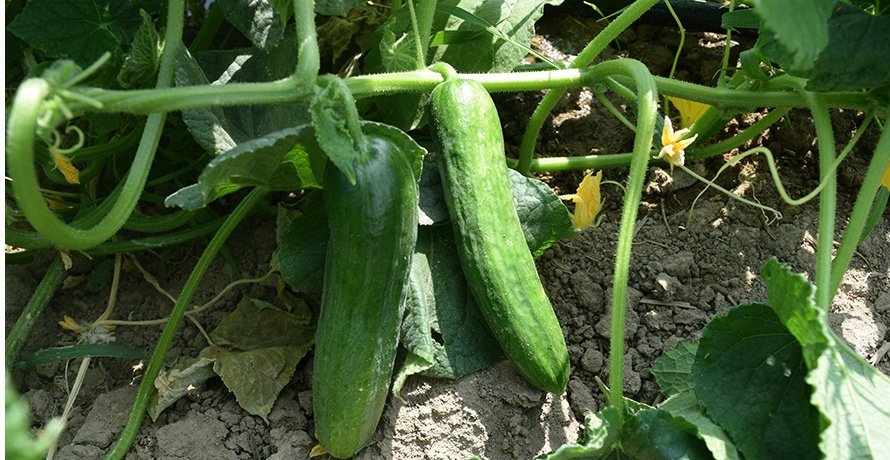 Amc-Tr-Tarım-Tohumlar-Fenomen-(Hıyar)