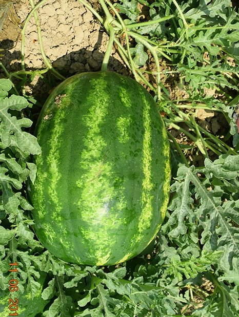 Amc-Tr-Tarım-Tohumlar-Crimson-Sweet-(Karpuz)