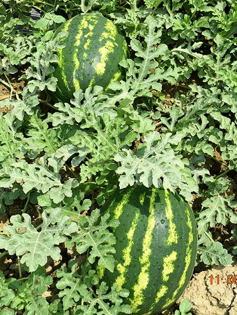 Amc-Tr-Tarım-Tohumlar-Leanca-(Karpuz)