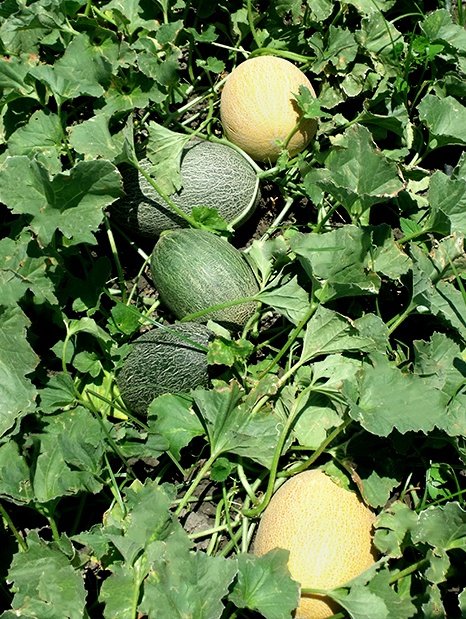 Amc-Tr-Tarım-Tohumlar-Merlin-(Kavun--Ananas)