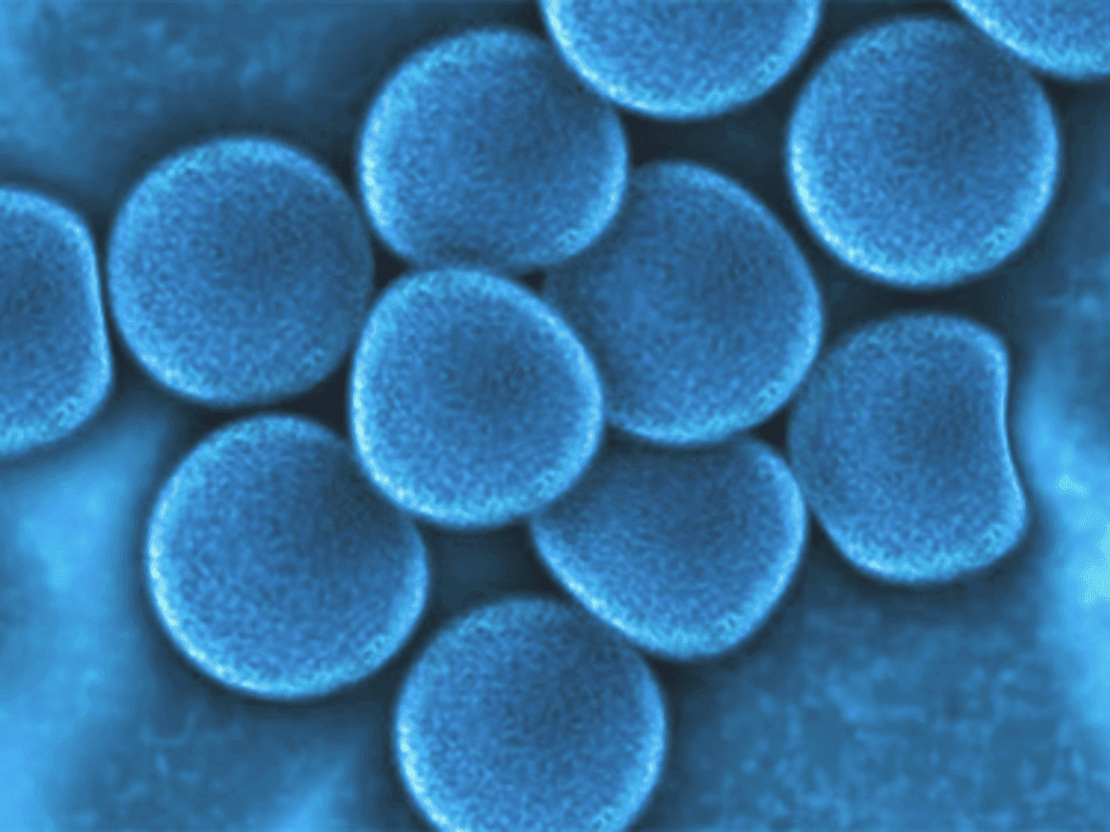 ГОТОВЫ ЛИ ВАШИ КЛЕТКИ КРОВИ К БОЮ?