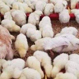 Mehmet Can GÖÇERLİ