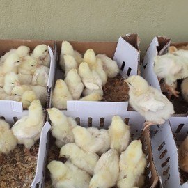 Mehmet Can GÖÇERLİ