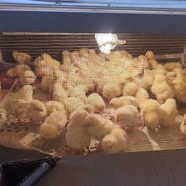 Mehmet Can GÖÇERLİ