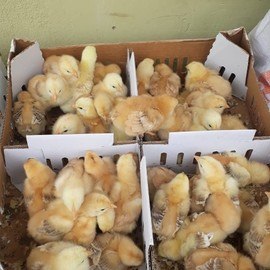 Mehmet Can GÖÇERLİ