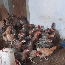 Mehmet Can GÖÇERLİ