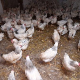 Mehmet Can GÖÇERLİ