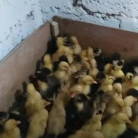 Mehmet Can GÖÇERLİ