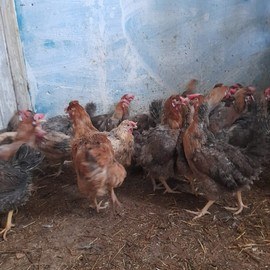 Mehmet Can GÖÇERLİ